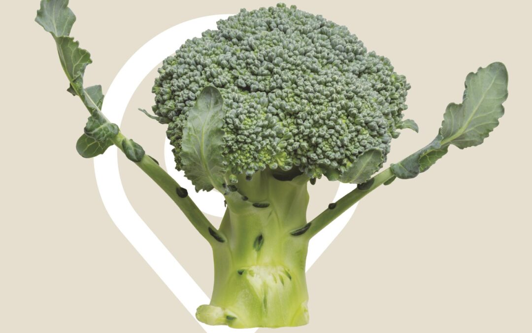 BERTAKOA, EKOLOGIKOA ETA BIDEZKOA