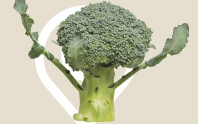 BERTAKOA, EKOLOGIKOA ETA BIDEZKOA