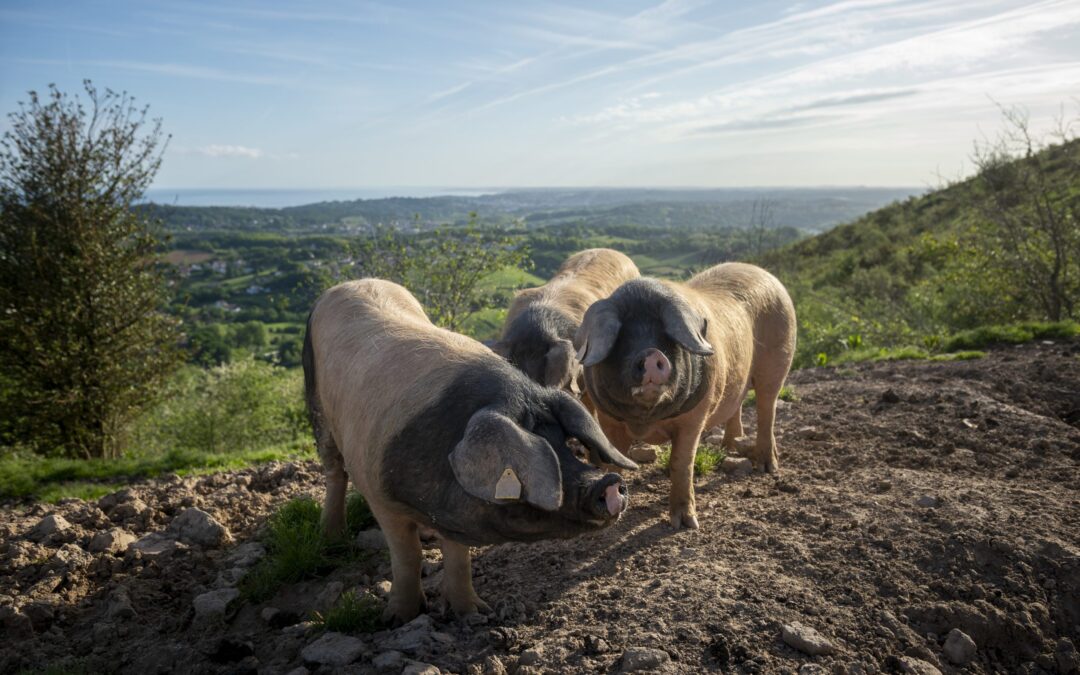 GERTUTASUNEKO ELIKAGAIAK