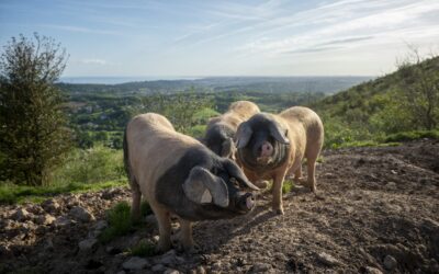 GERTUTASUNEKO ELIKAGAIAK